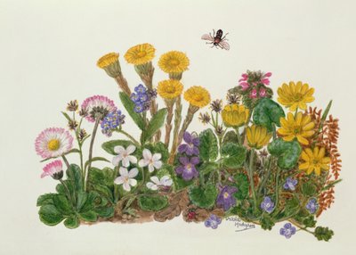 Violetas moradas y blancas, margarita, celidonia y nomeolvides de Ursula Hodgson